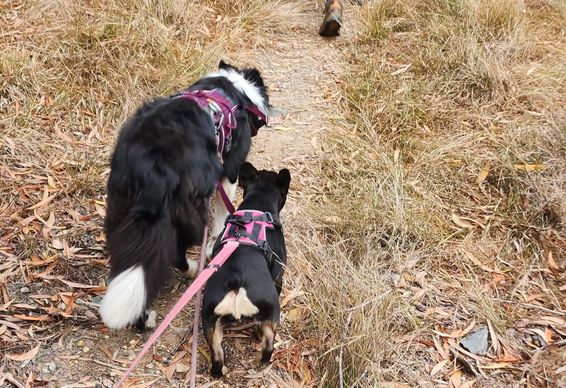 Anstead Bushland Reserve , photo 1